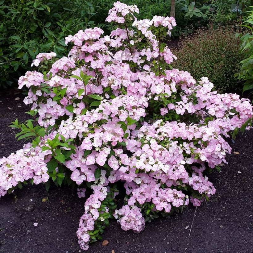 Hydrangea French Bolero (Flowering)