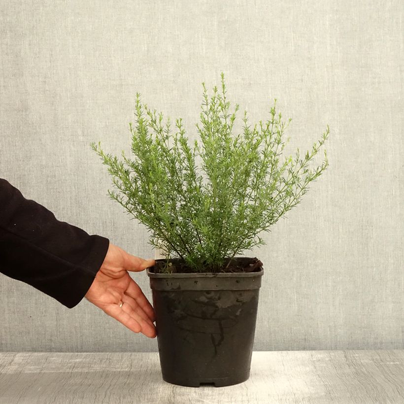 Boronia pilosa Rose Blossom 4L/5L pot sample as delivered in autumn