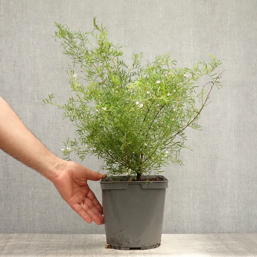 Boronia muelleri 4L/5L pot sample as delivered in summer