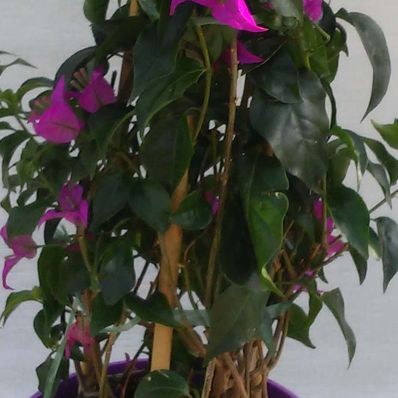 Bougainvillea glabra Sanderiana 'Alexandra' (Foliage)