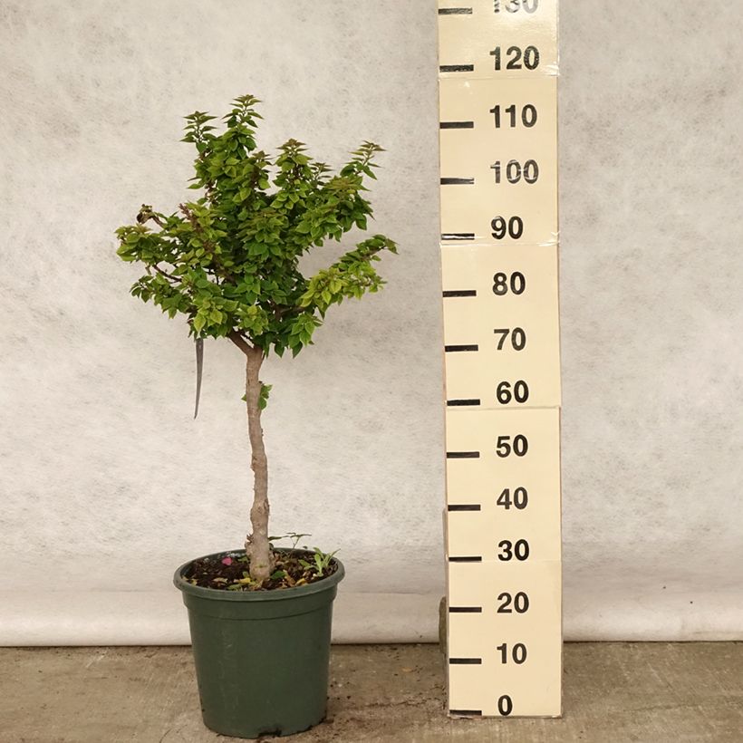 Bougainvillea x hybrida Mini Thaï 7.5L/10L pot sample as delivered in summer