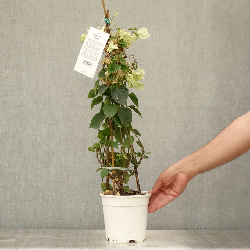 Bougainvillea spectabilis White 2L/3L pot sample as delivered in summer