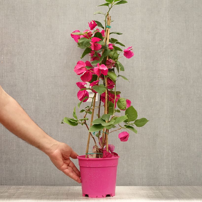 Bougainvillea spectabilis Purple Violet 2L/3L pot sample as delivered in summer
