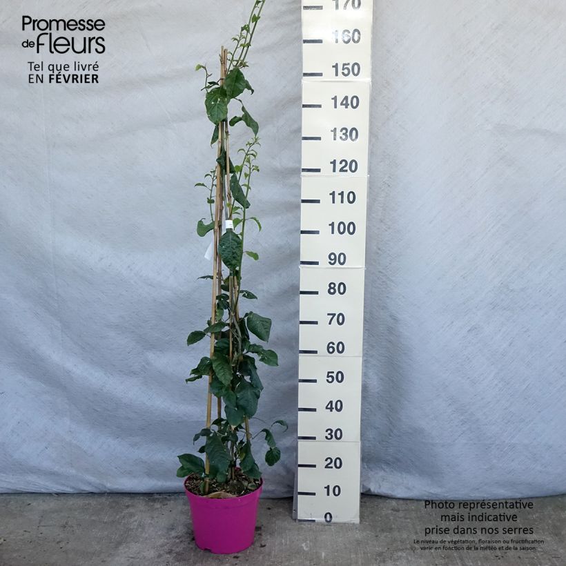 Bougainvillea spectabilis x glabra Violet de Mèze 7.5L/10L pot sample as delivered in winter