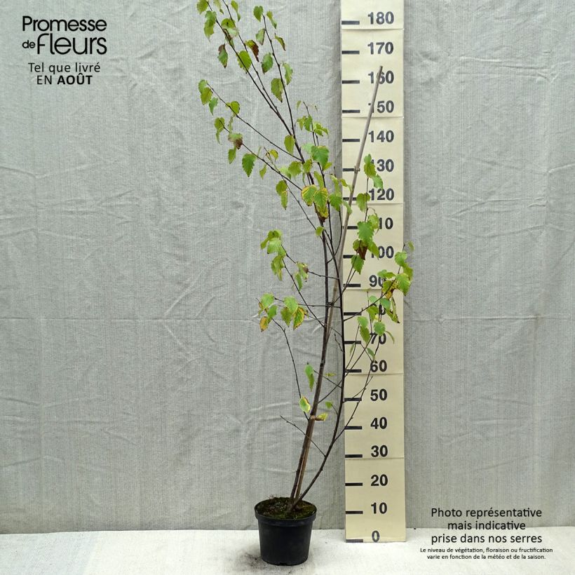 Betula albosinensis Fascination - Birch 2L/3L pot sample as delivered in summer