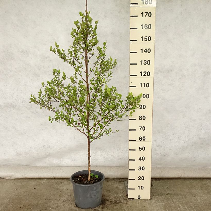 Betula nigra - Birch 7.5L/10L pot sample as delivered in summer