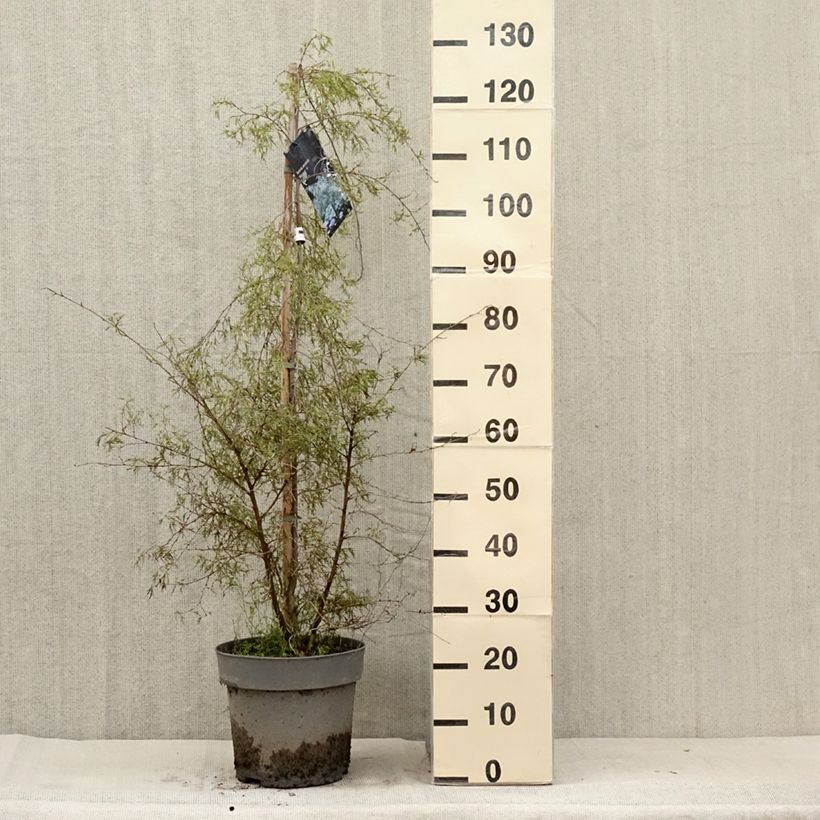 Betula pendula Karaca - Birch 7.5L/10L pot sample as delivered in summer