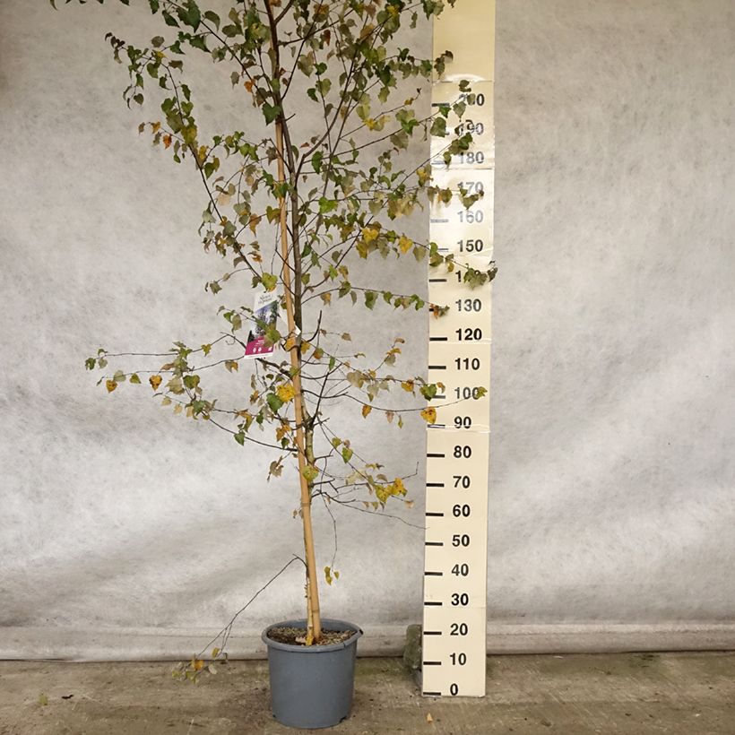 Betula pendula Royal Frost - Birch 7.5L/10L pot sample as delivered in autumn
