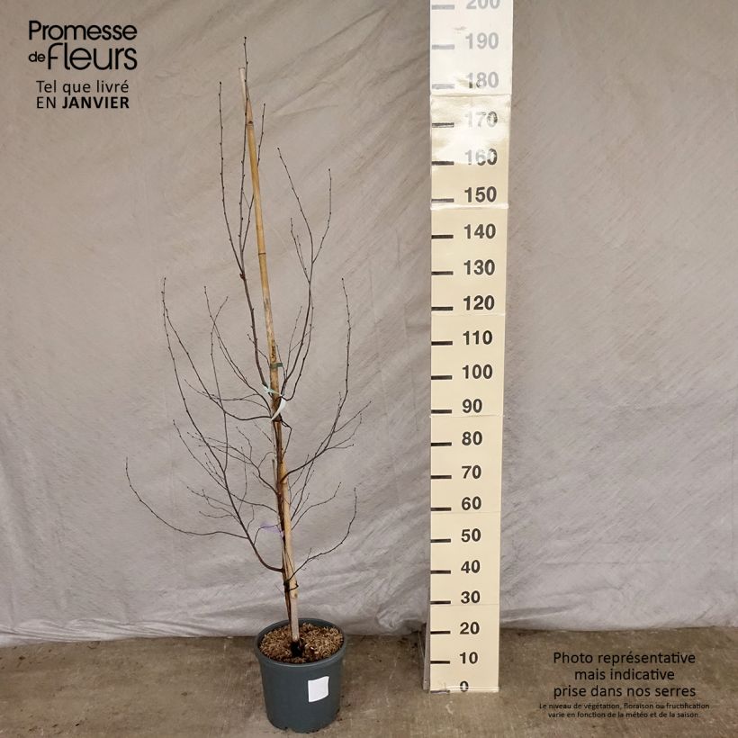 Betula pendula Royal Frost - Birch sample as delivered in winter