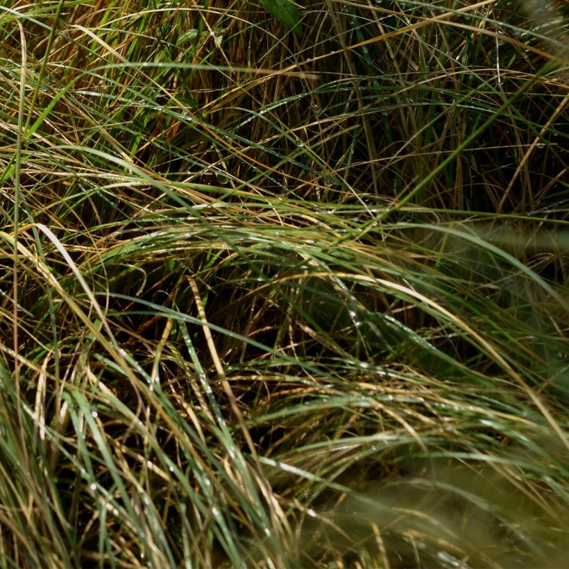 Bouteloua gracilis (Foliage)