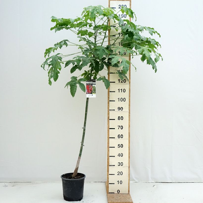 Brachychiton acerifolius 7.5L/10L pot sample as delivered in summer