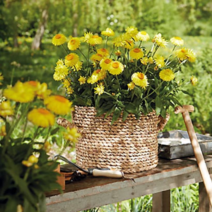 Bracteantha bracteata Granvia Gold - Strawflower (Plant habit)