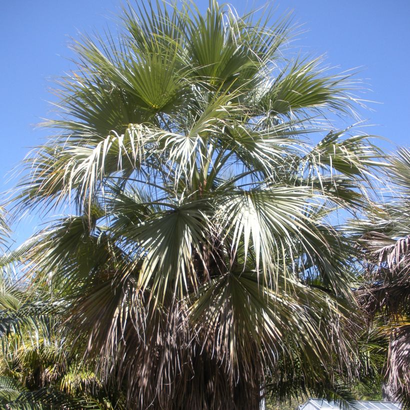 Brahea armata var. clara - Mexican blue palm (Plant habit)