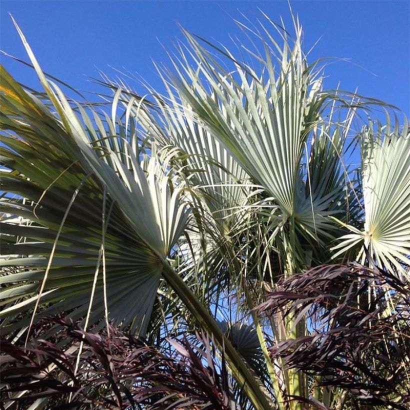 Brahea armata var. clara - Mexican blue palm (Foliage)