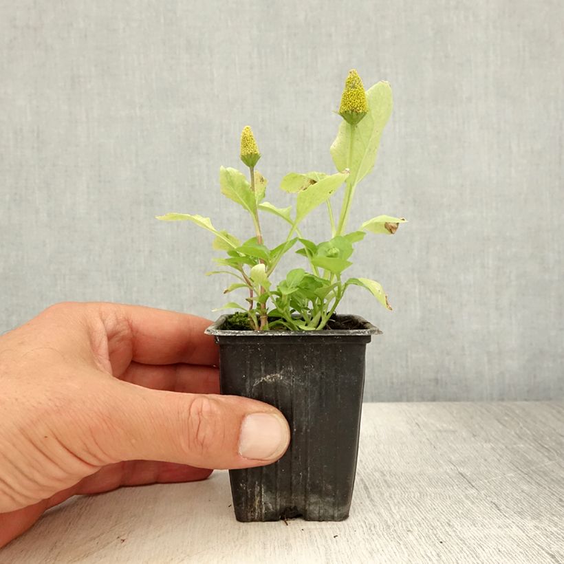 Brède Mafane - Para Cress 7/8 cm pot sample as delivered in summer