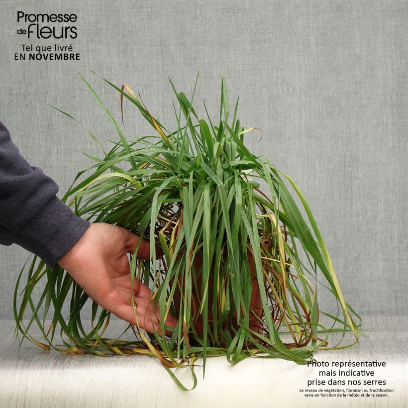 Briza media Limouzi 1L/1.5L pot sample as delivered in autumn