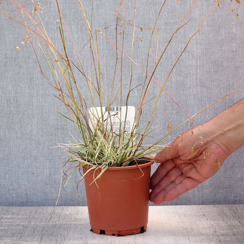 Briza media Zitterzebra 1L/1.5L pot sample as delivered in summer