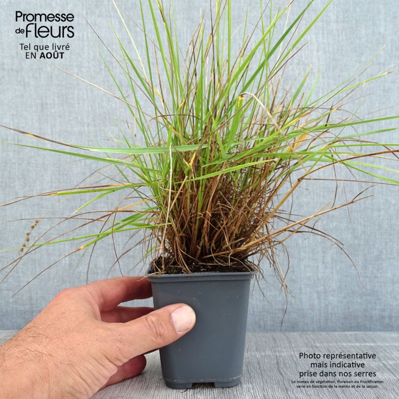 Briza triloba - Quake grass 8/9 cm pot sample as delivered in summer
