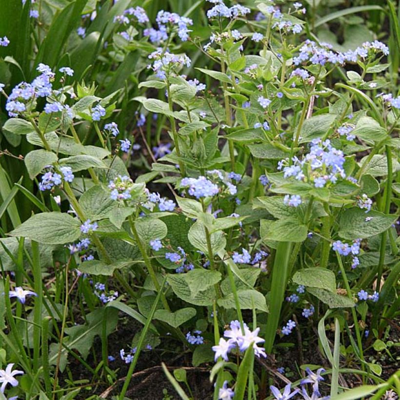 Brunnera macrophylla - Siberian Bugloss (Plant habit)