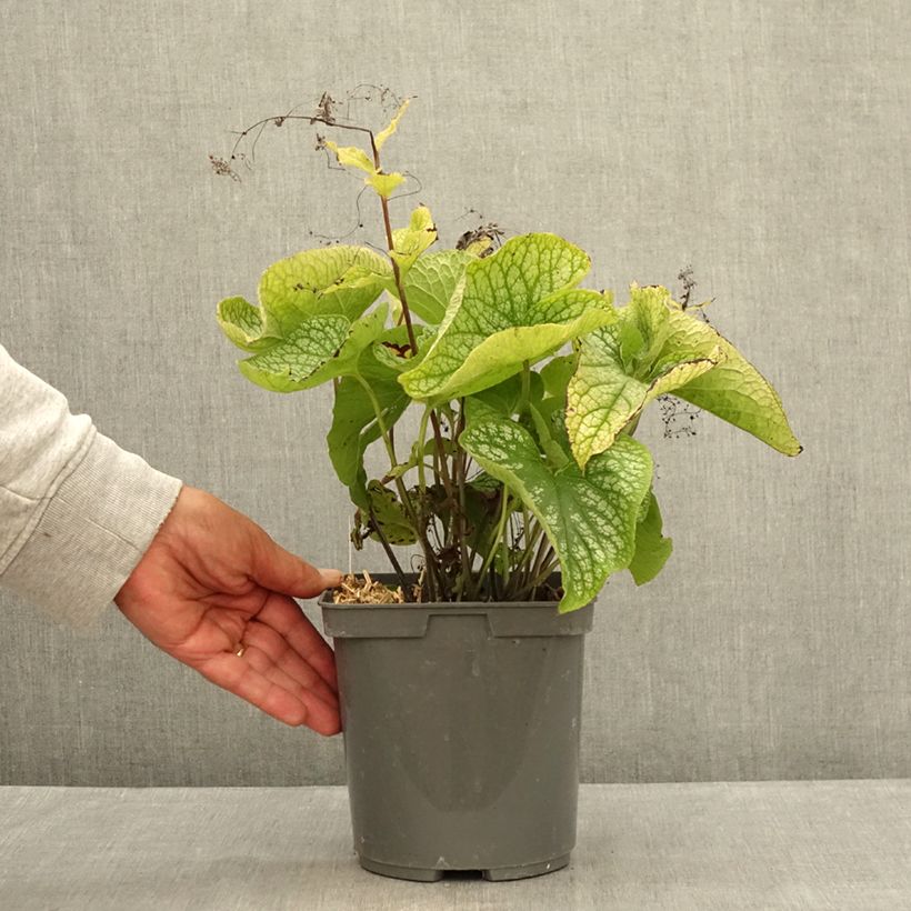 Brunnera macrophylla Alexanders Great - Siberian Bugloss 1L/1.5L pot sample as delivered in summer