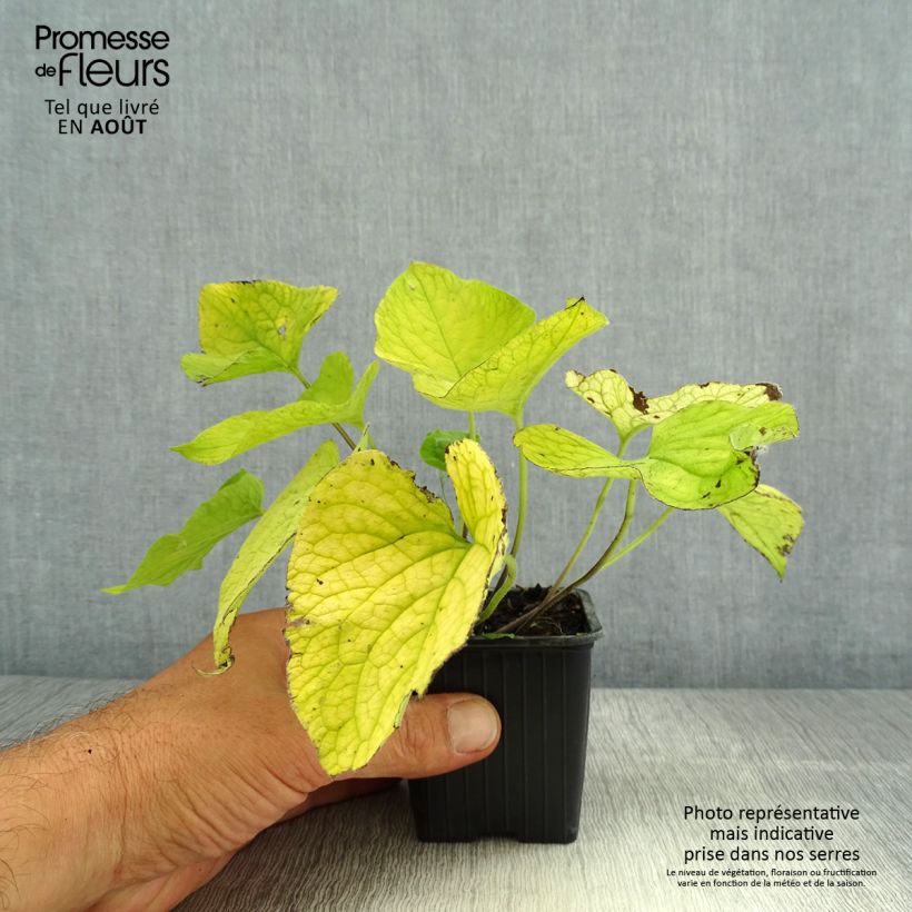 Brunnera macrophylla Dianes Gold - Siberian Bugloss 8/9 cm pot sample as delivered in summer