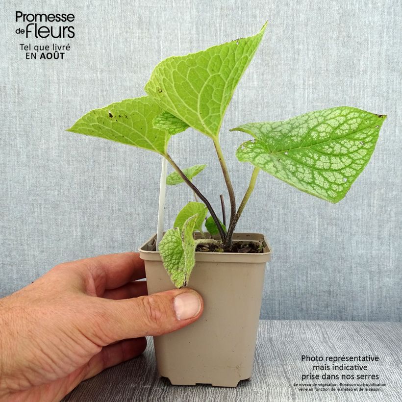 Brunnera macrophylla Jack of Diamonds - Siberian Bugloss 8/9 cm pot sample as delivered in summer