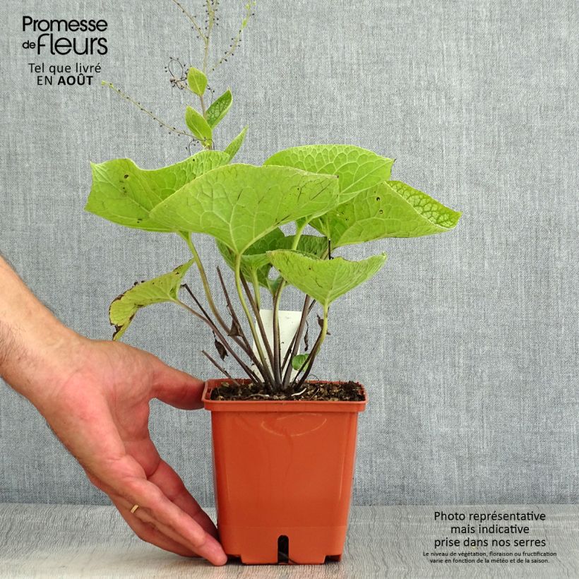 Brunnera macrophylla Jack of Diamonds - Siberian Bugloss 1L/1.5L pot sample as delivered in summer