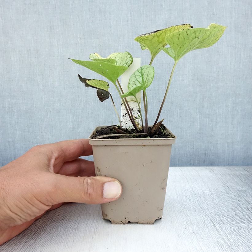 Brunnera macrophylla Jacks Gold - Siberian Bugloss 8/9 cm pot sample as delivered in summer