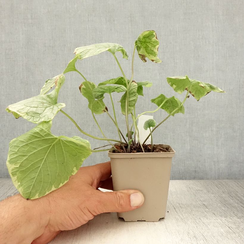 Brunnera macrophylla Kings Ramson - Siberian Bugloss 8/9 cm pot sample as delivered in summer