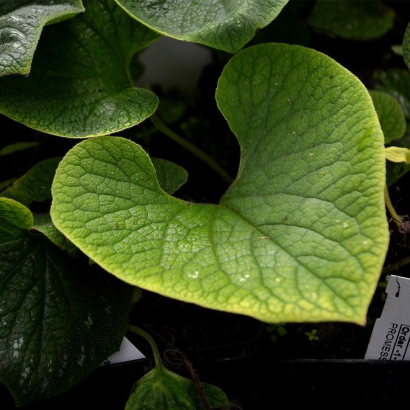 Brunnera macrophylla Langtrees - Siberian Bugloss (Foliage)