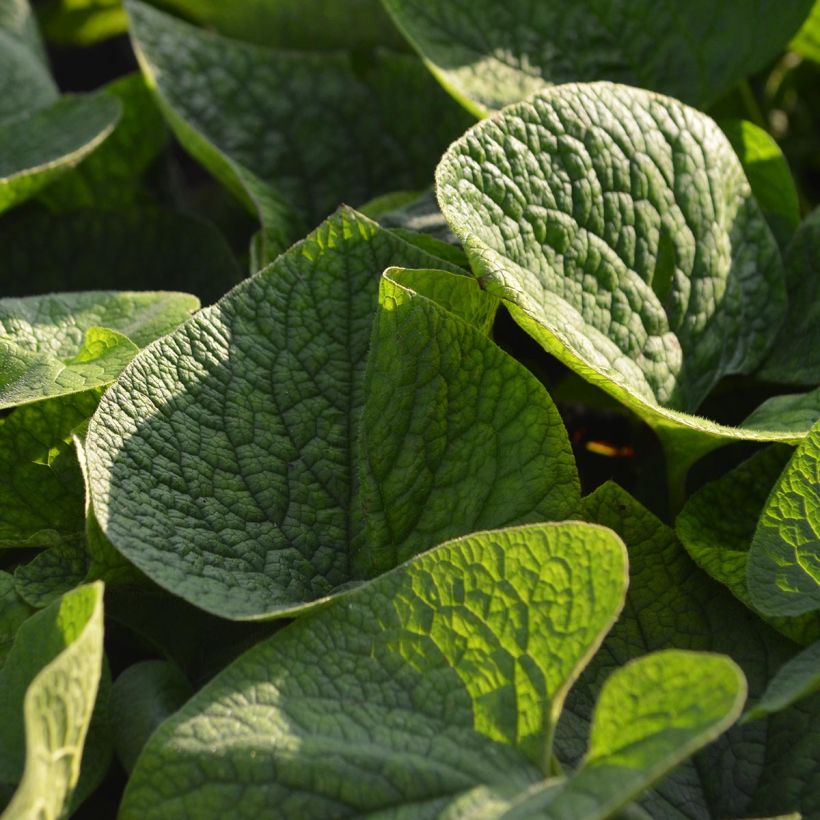 Brunnera macrophylla - Siberian Bugloss (Foliage)