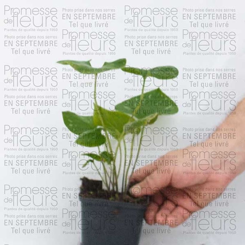 Example of Brunnera macrophylla Silver Wings - Siberian Bugloss 8/9 cm pot specimen as delivered