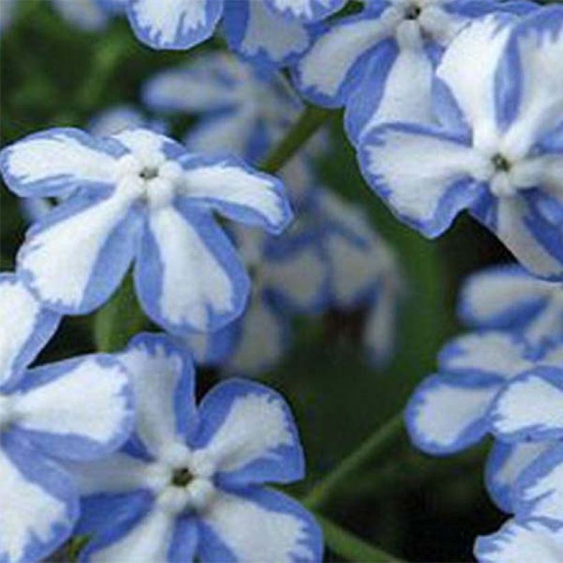 Brunnera macrophylla Starry Eyes - Siberian Bugloss (Flowering)