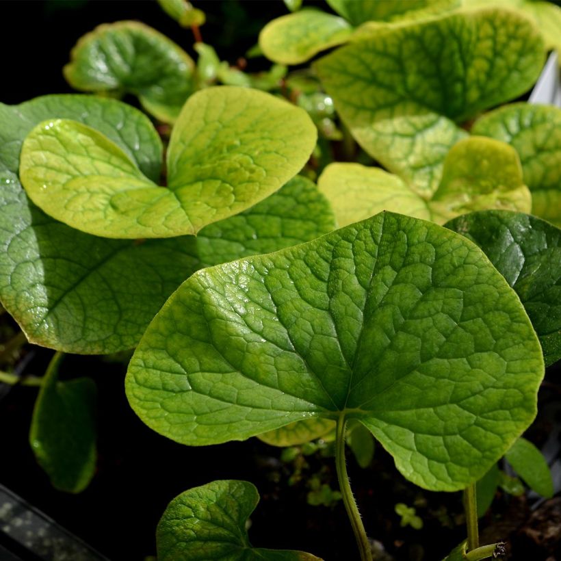 Brunnera sibirica - Siberian Bugloss (Foliage)