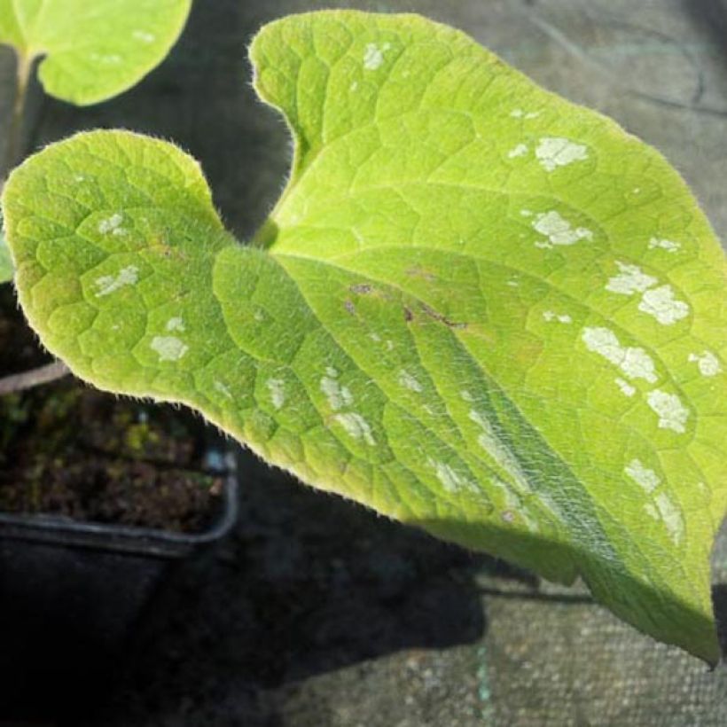 Brunnera macrophylla Silver Wings - Siberian Bugloss (Foliage)