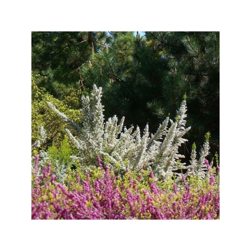 Erica arborea Pink Joy - Tree Heath (Plant habit)