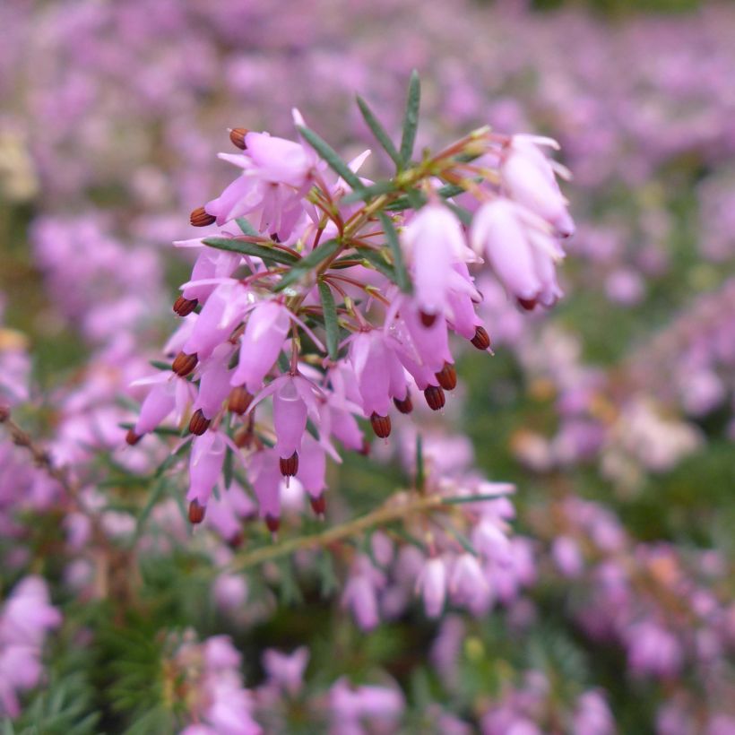 Erica carnea December Red - Winter Heath (Flowering)