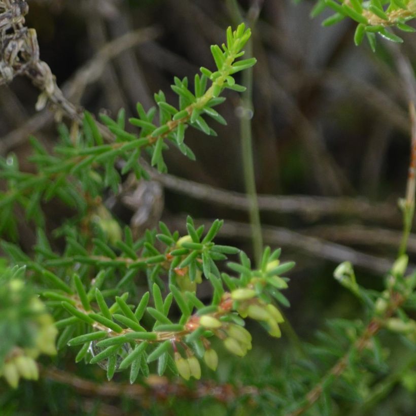 Erica carnea December Red - Winter Heath (Foliage)