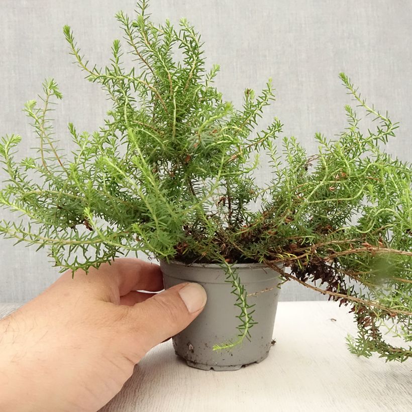 Erica carnea December Red - Winter Heath 8/9 cm pot sample as delivered in summer