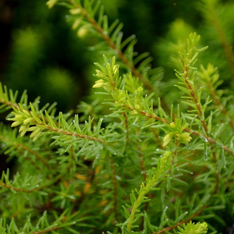 Erica carnea Springwood White - Winter Heath (Foliage)