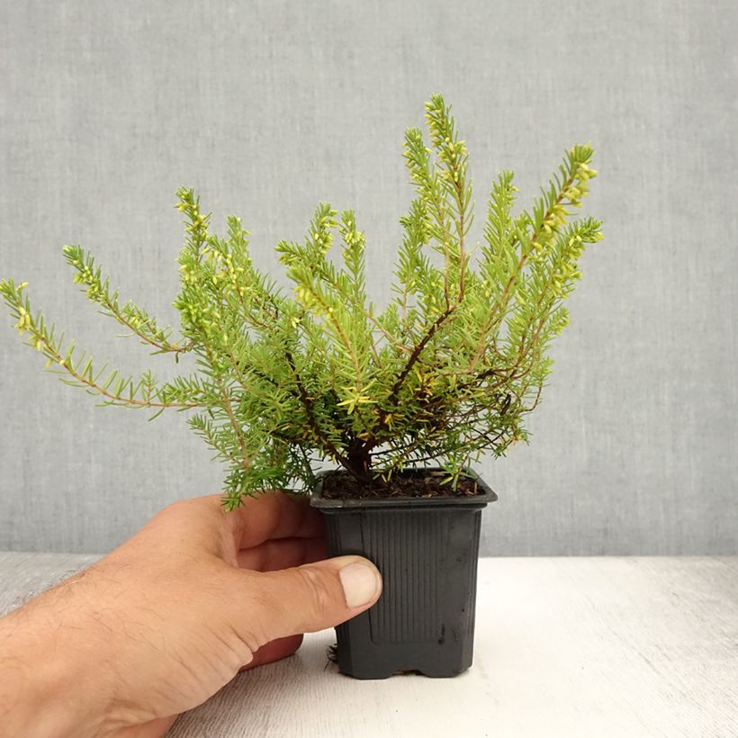 Erica carnea Springwood White - Winter Heath 8/9 cm pot sample as delivered in summer