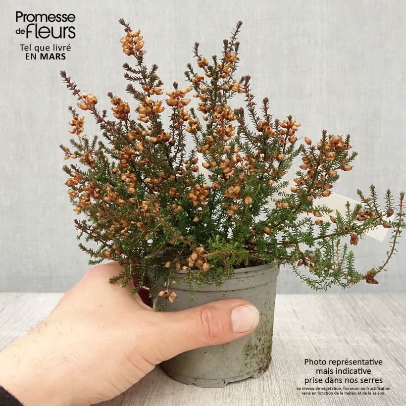 Erica cinerea Pallas - Bell Heather 12cm pot sample as delivered in spring