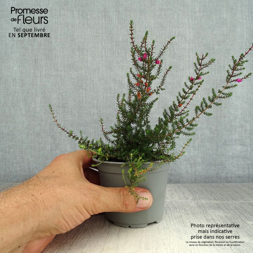 Erica cinerea - Winter Heath 10cm/11cm pot sample as delivered in summer