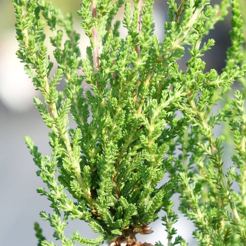 Erica cinerea - Winter Heath (Foliage)