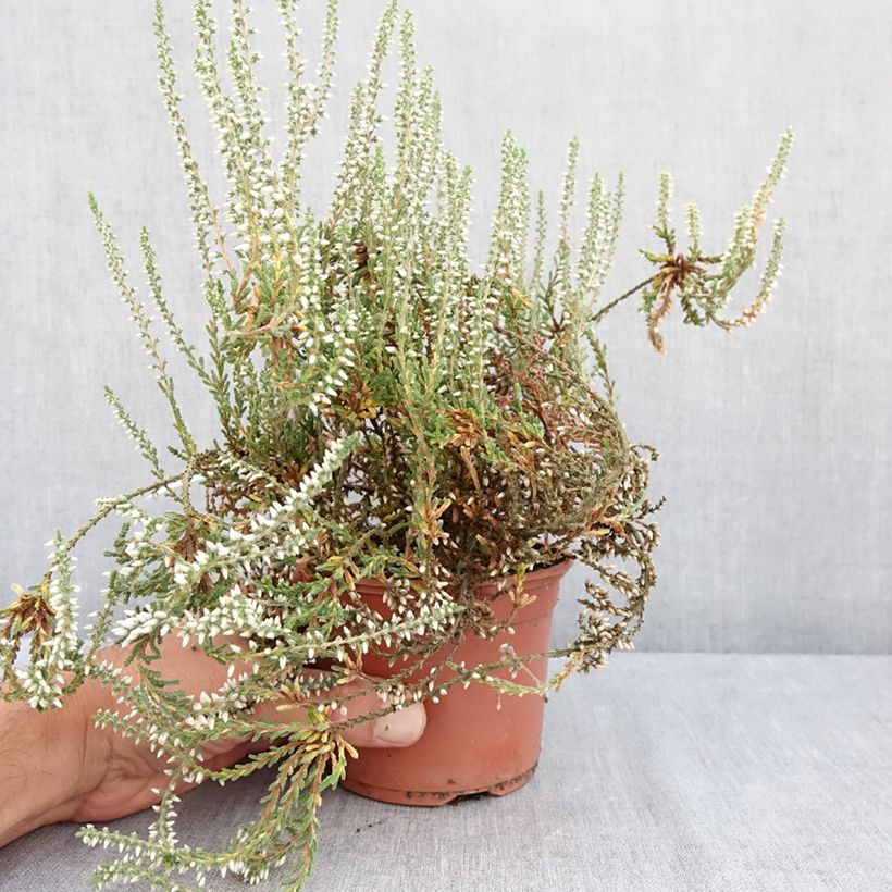 Calluna vulgaris Bettina - Heather 1L/1.5L pot sample as delivered in summer
