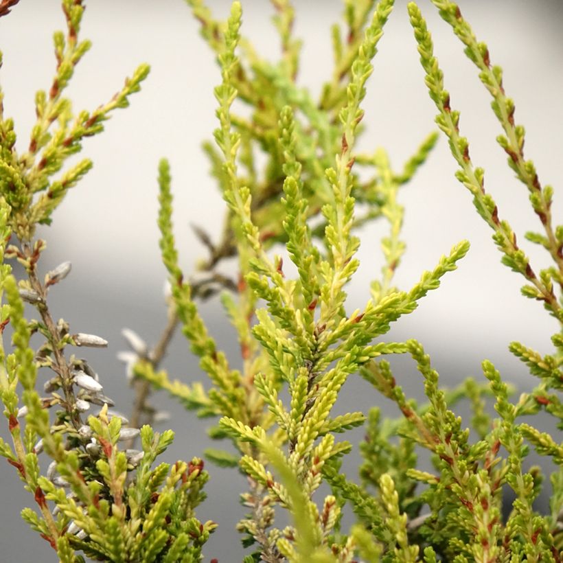 Calluna vulgaris Golden Angie - Heather (Foliage)
