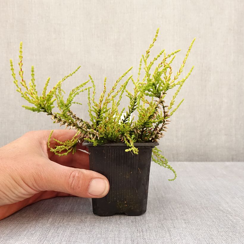 Calluna vulgaris Golden Angie - Heather 8/9 cm pot sample as delivered in spring