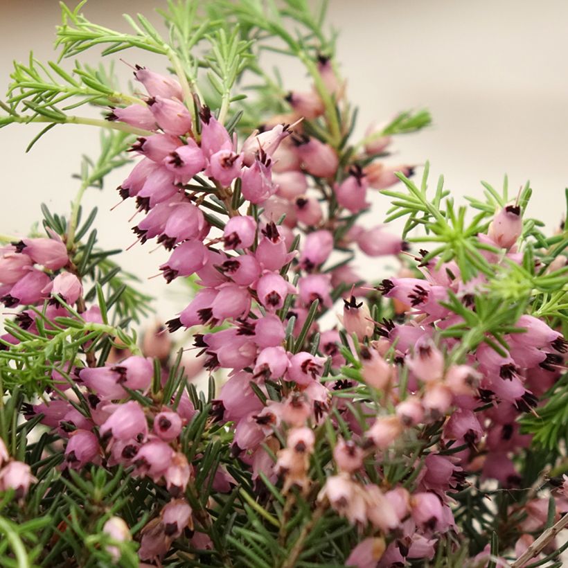 Calluna vulgaris Pink Bettina - Heather (Flowering)