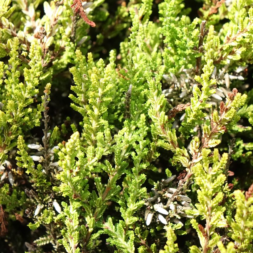 Calluna vulgaris Anouk - Heather (Foliage)