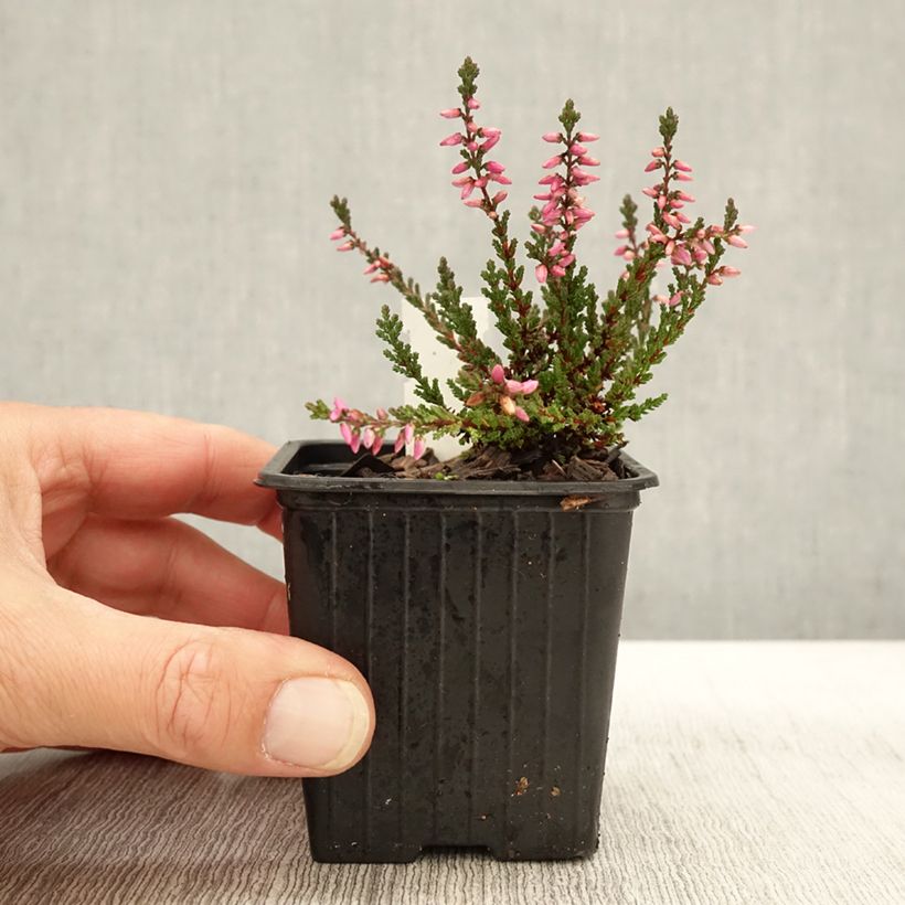 Calluna vulgaris Dark Beauty - Heather 8/9 cm pot sample as delivered in autumn
